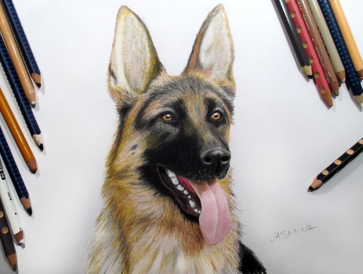 Овчарка карандашом