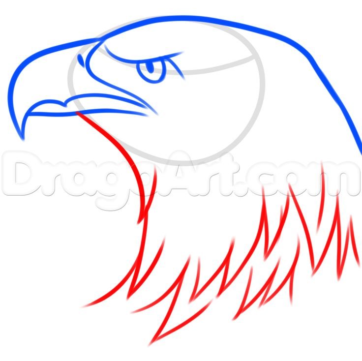 Поэтапное рисование орла