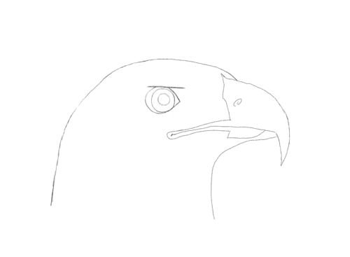 Рисование орла пошагово