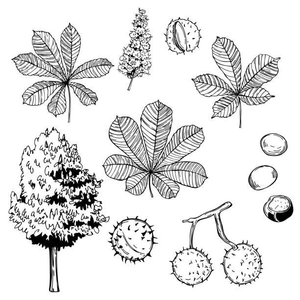Каштан (плоды)