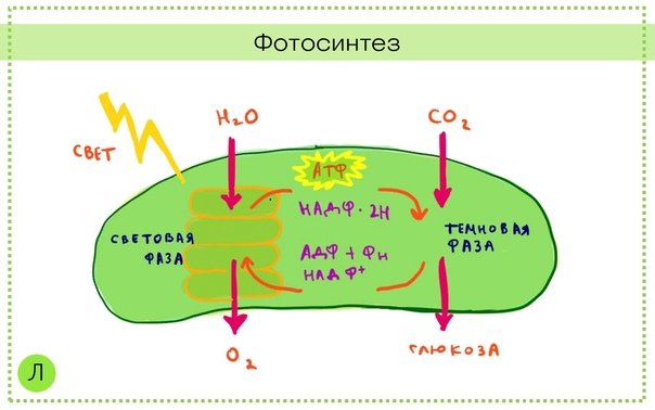 Схема фотосинтеза ЕГЭ биология