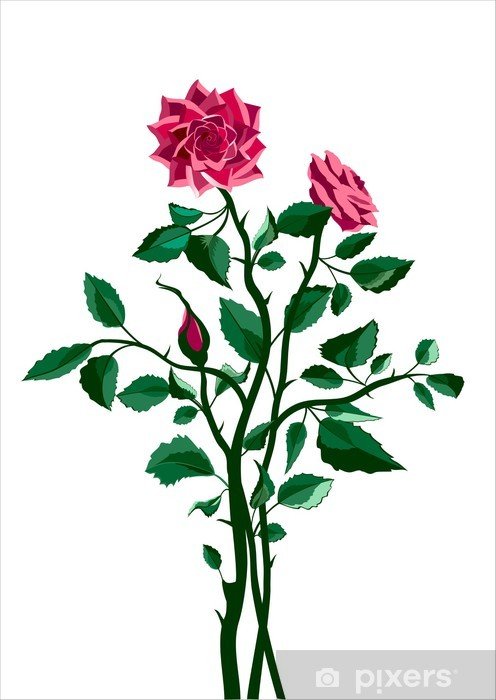 Куст розы рисунок