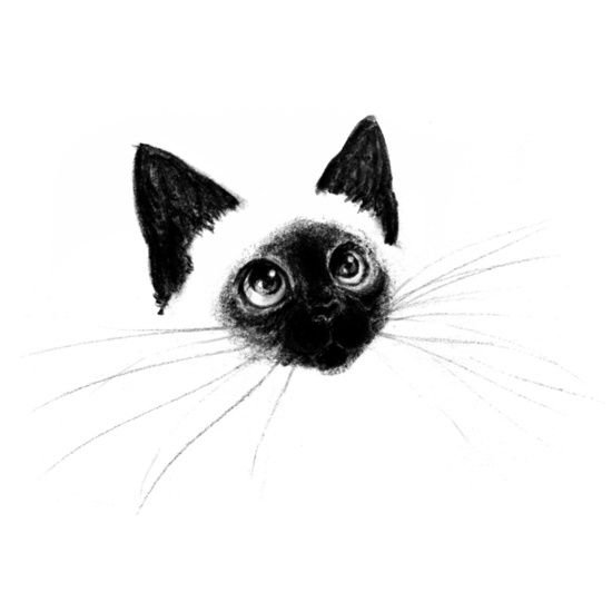 Сиамская кошка карандашом