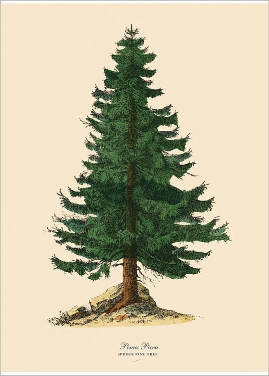 Рисунок ели обыкновенной