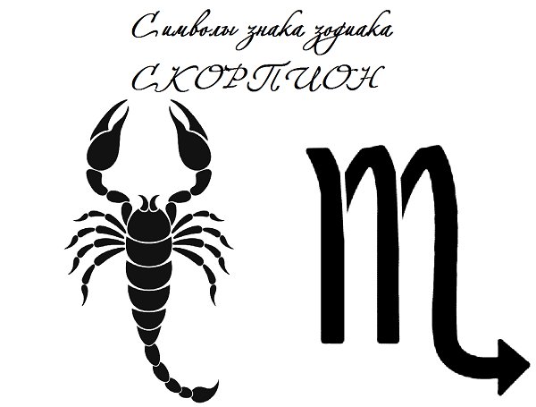 Скорпион рисунок
