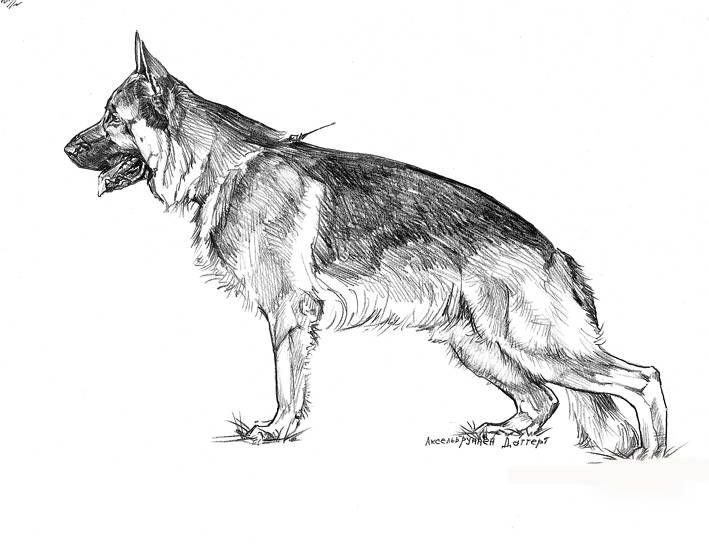 Немецкая овчарка сбоку рисунок