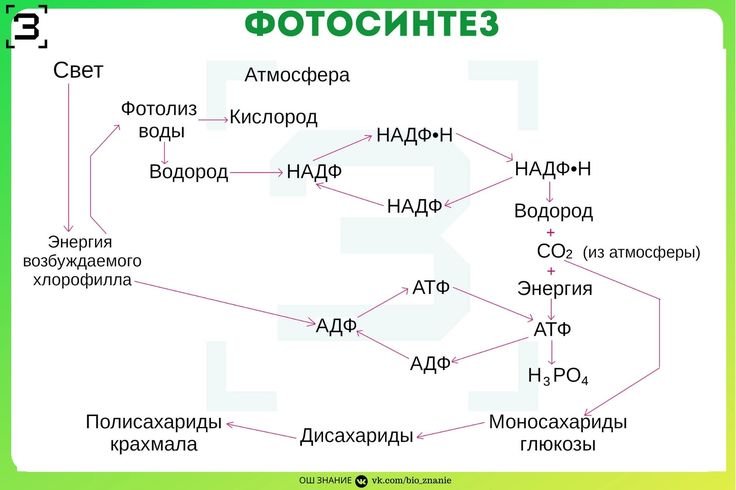 Схема фотосинтеза ЕГЭ 2023