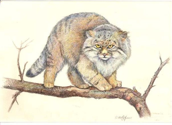 Кот Манул нарисовать