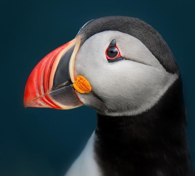 Тупик птица