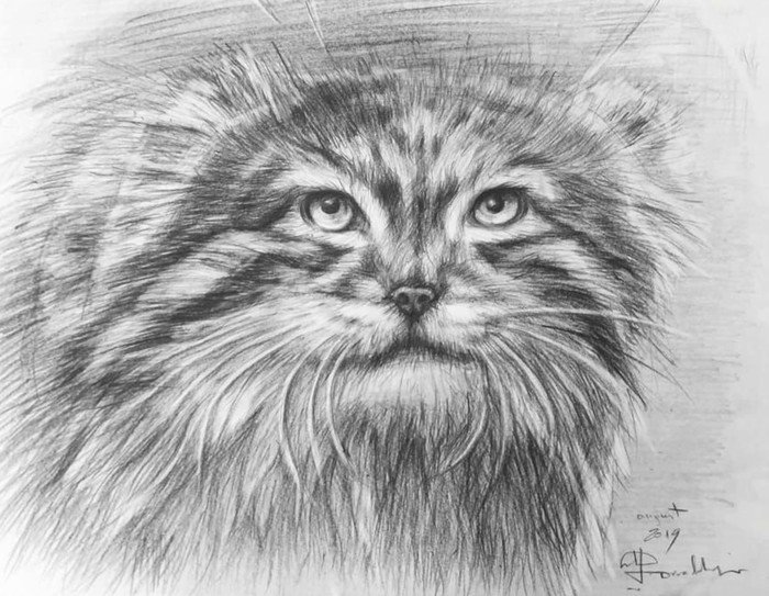 Кот Манул рисунок