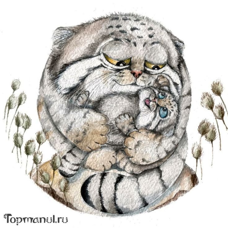 Кот Манул