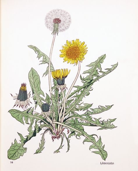 Taraxacum officinale иллюстрация