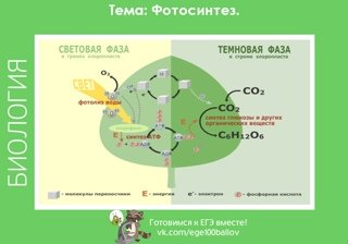 Дневная фаза фотосинтеза схема