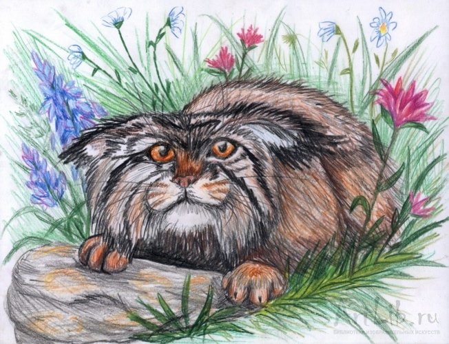 Кот Манул раскраска