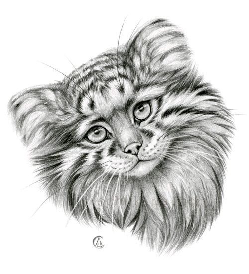 Кот Манул раскраска