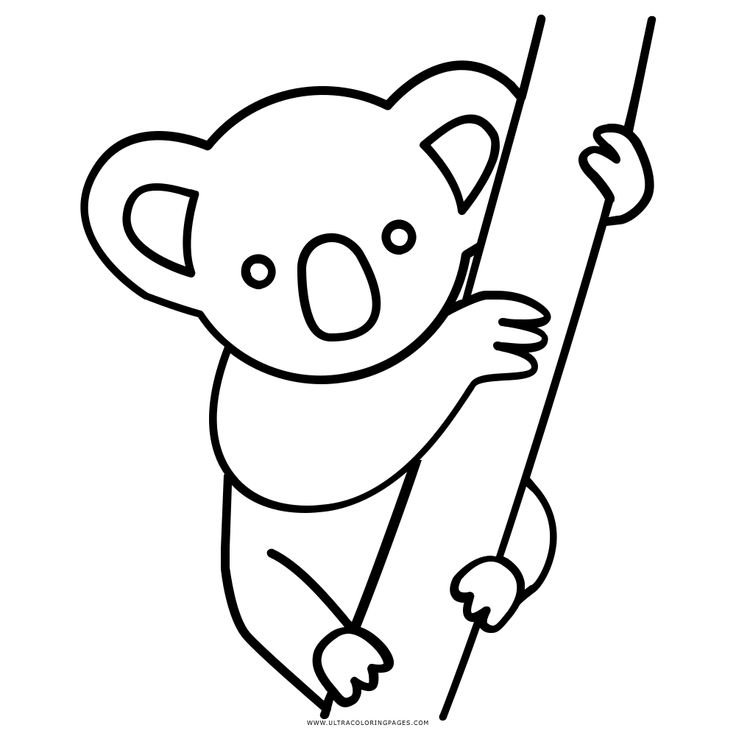 Коала