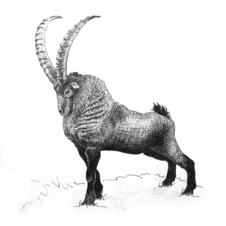 Ибекс Бестиарий