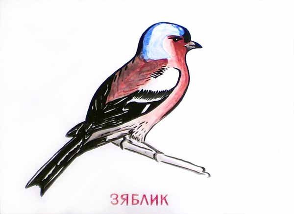 Зяблик срисовка