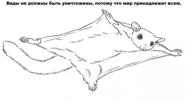 Летяга
