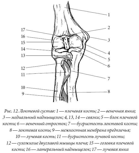 Локтевой сустав