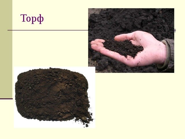 Торф окружающий мир