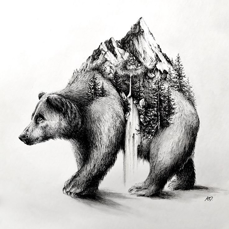 Рисунок медведя для срисовки