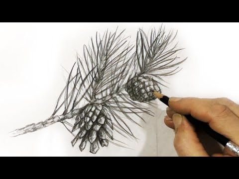 Ветка сосны зарисовка