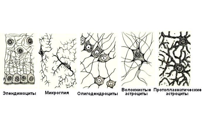 Эпендимная глия гистология