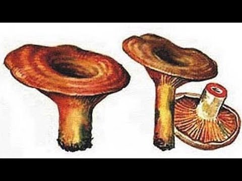 Гриб Рыжик на белом фоне