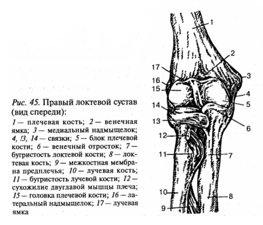 Строение костей локтевого сустава