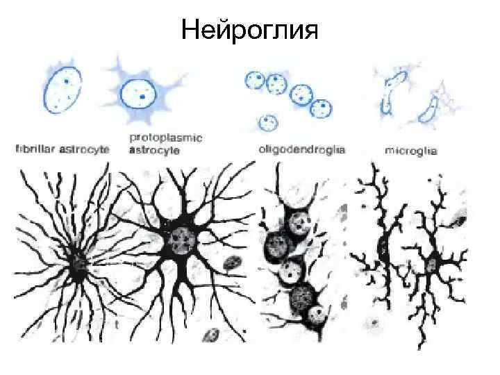 Типы нейроглии рисунок