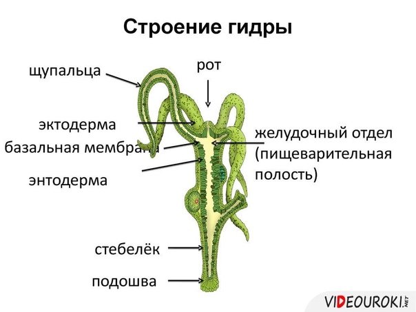 Строение гидры рисунок с подписями 7