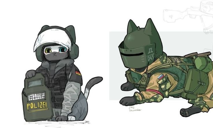 R6 Siege котики