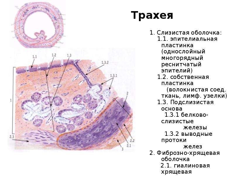 Однослойный многорядный мерцательный эпителий гистология