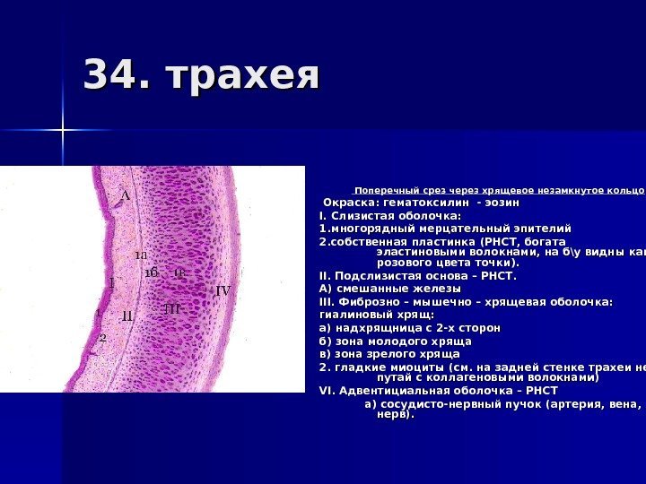 Трахея окраска гематоксилином и эозином