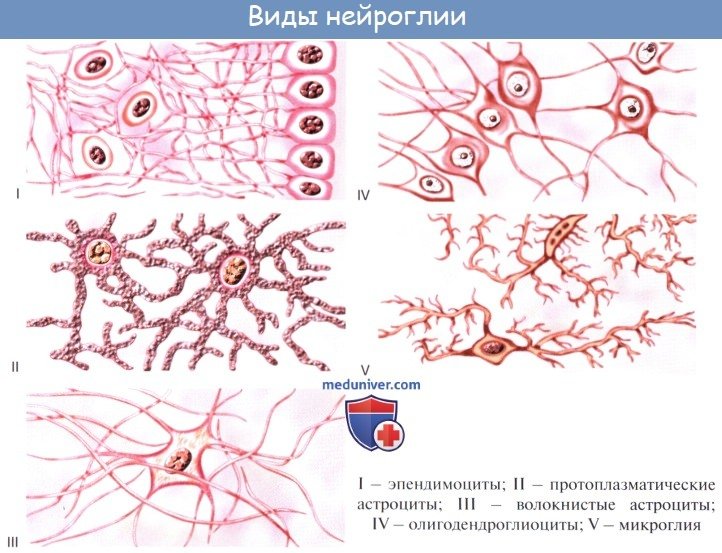Клетки нейроглии рисунок