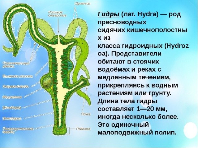 Гидра обыкновенная строение