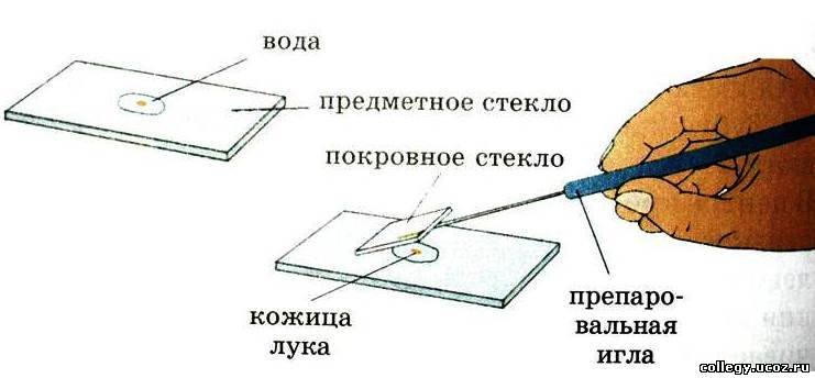 Предметно стекло и покрывное стекло
