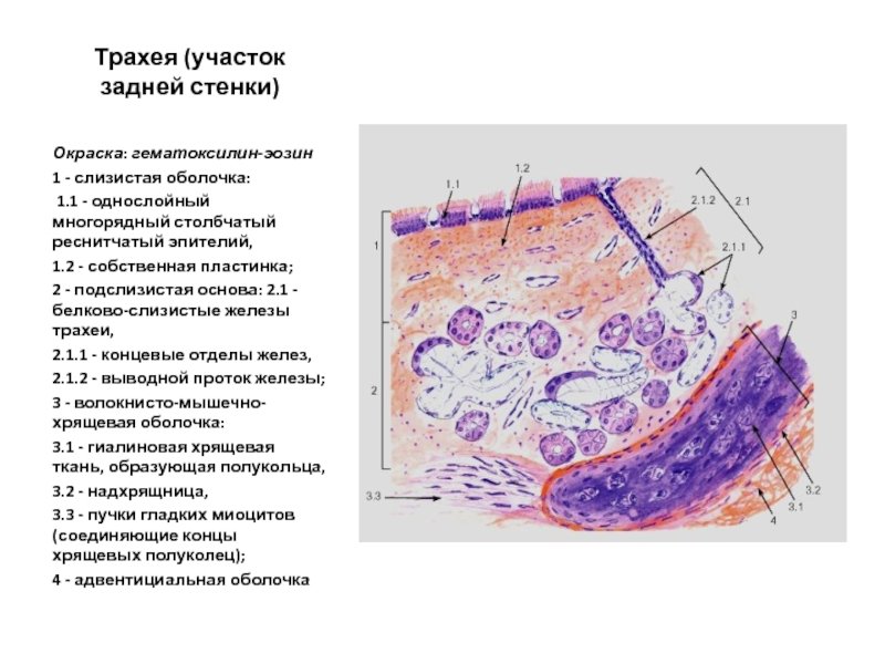 Многорядный эпителий трахеи гистология