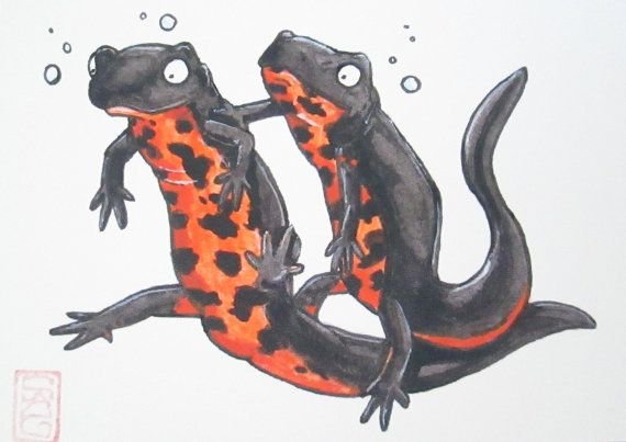 Саламандра рисунок