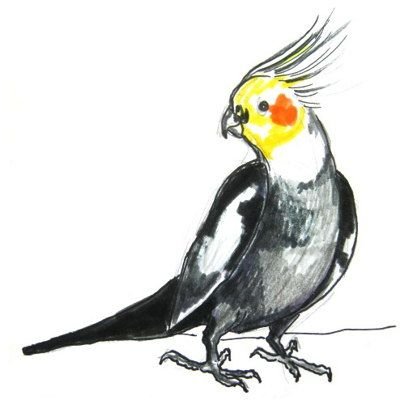Корелла нарисовать