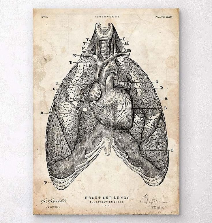 Lungs Anatomy