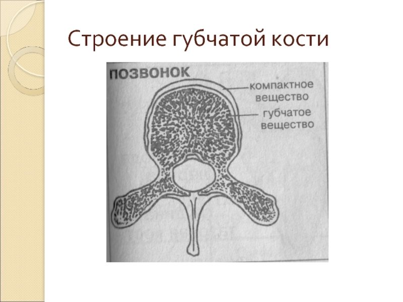 Строение компактного и губчатого вещества кости