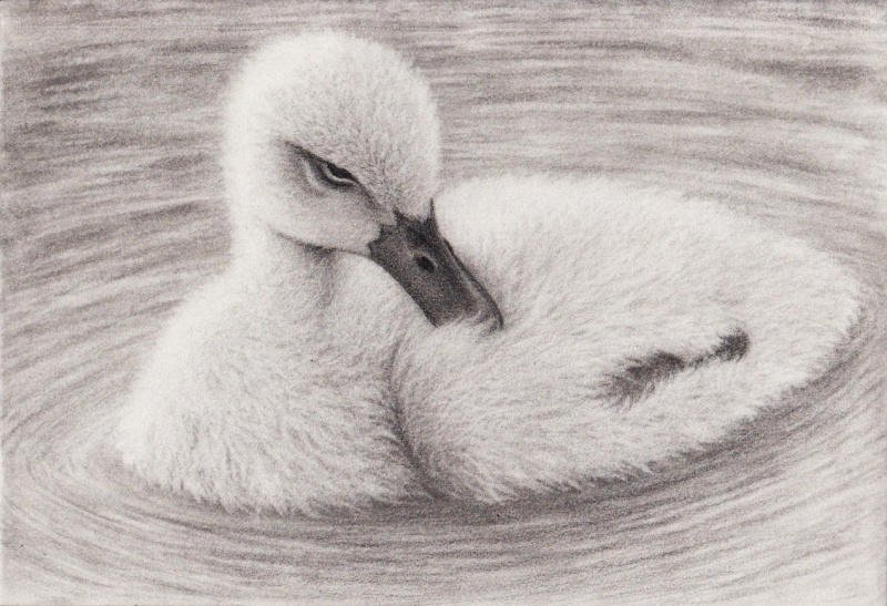 Рисование лебедя