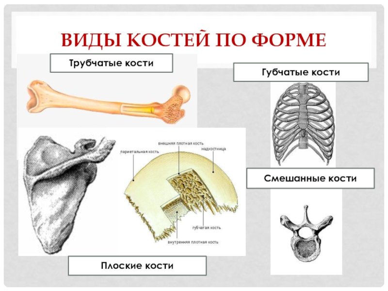 Плоские кости