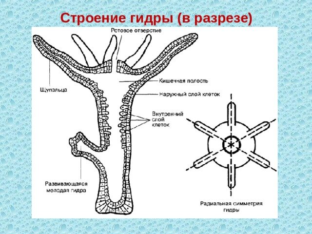 Продольный разрез пресноводной гидры