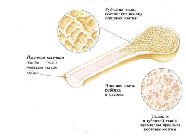 Губчатая кость в разрезе
