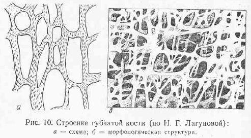 Пластинчатая губчатая костная ткань