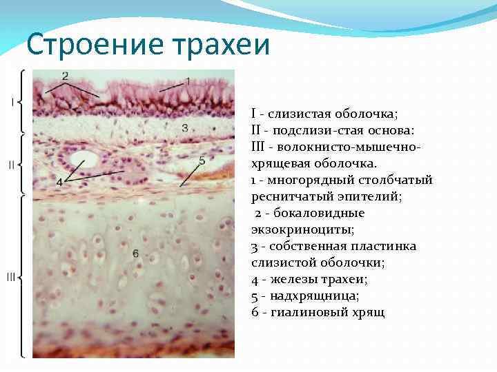 Строение слизистой трахеи