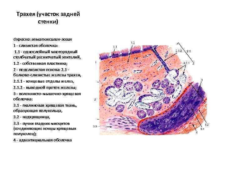 Трахея собаки окраска гематоксилин и эозин